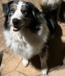 Reunited Male Dog last seen Mary Lane and Haas, Escondido, CA 92025