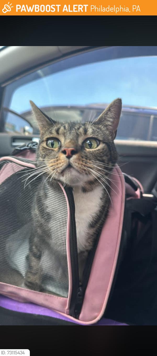 Found/Stray Unknown Cat last seen morrell plaza, hiding under car on morrell, Philadelphia, PA 19114