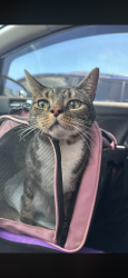 Found/Stray Unknown Cat last seen morrell plaza, hiding under car on morrell, Philadelphia, PA 19114
