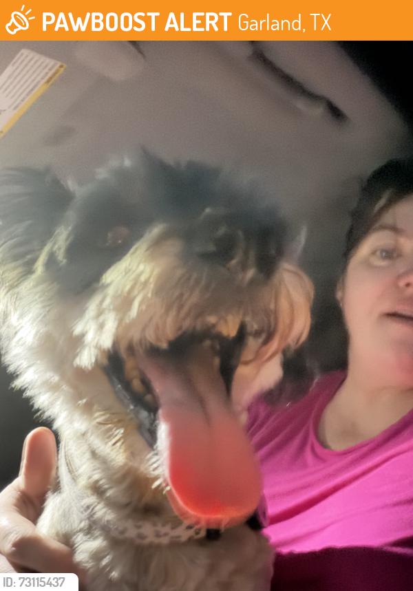 Found/Stray Female Dog last seen Near Garland Dog Park in Central Park, Garland, TX 75040