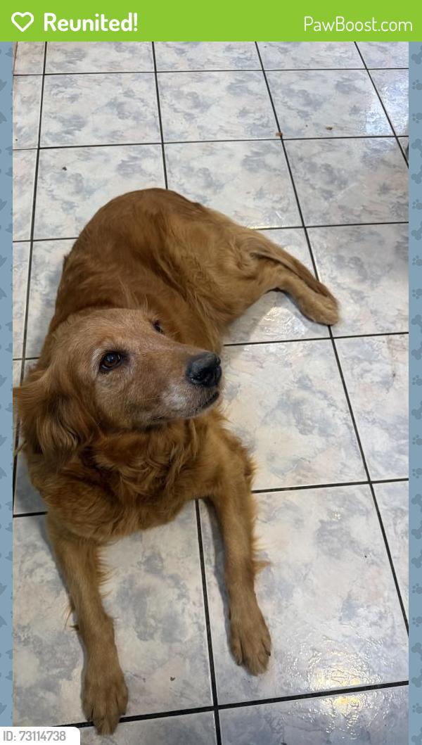 Reunited Female Dog last seen W st gertrude Pl, Santa Ana, CA 92707