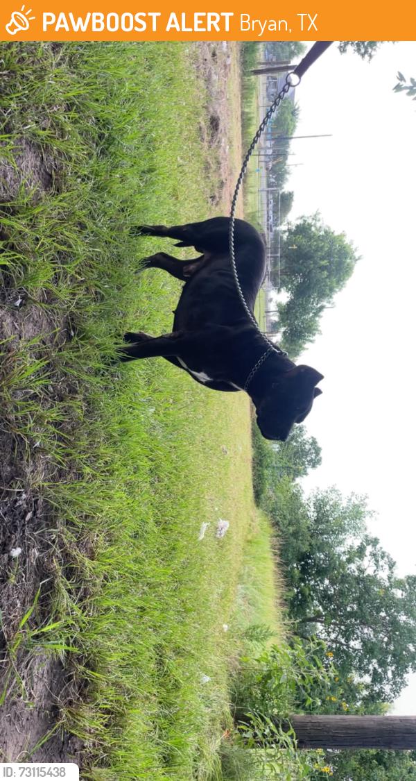 Found/Stray Male Dog last seen Woodville Washateria, Bryan, TX 77803