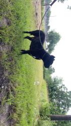 Found/Stray Male Dog last seen Woodville Washateria, Bryan, TX 77803