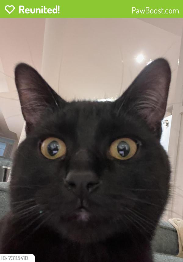 Reunited Male Cat last seen Weston rd, Toronto, ON M6M 4R2