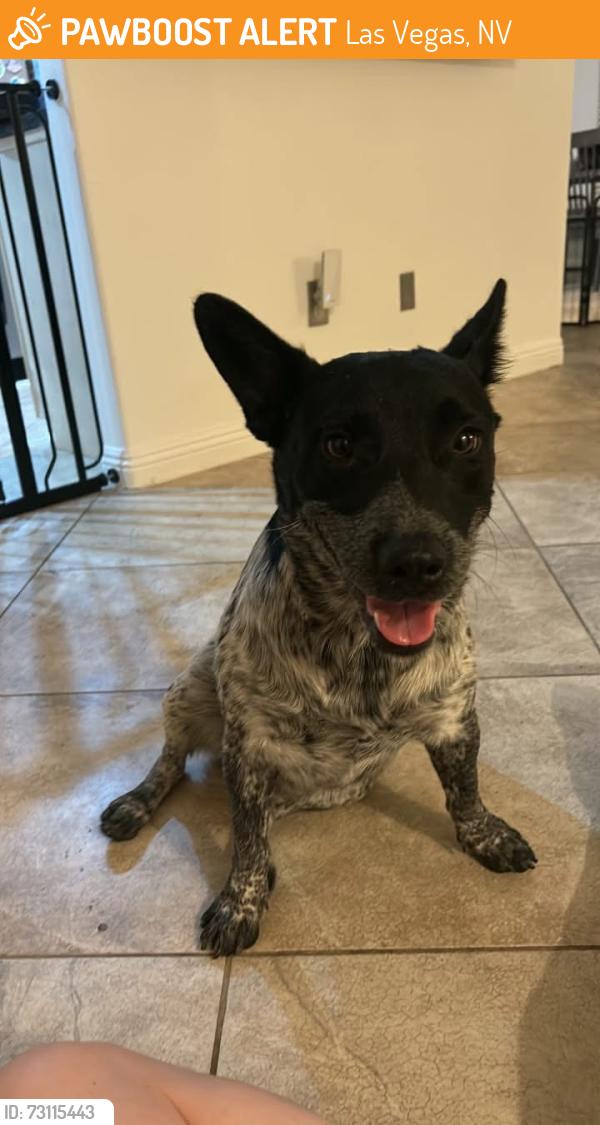 Found/Stray Female Dog last seen Westcliff & Rainbow near Bank of America, Las Vegas, NV 89145