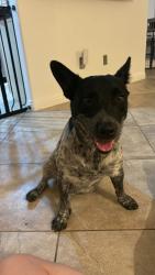 Found/Stray Female Dog last seen Westcliff & Rainbow near Bank of America, Las Vegas, NV 89145