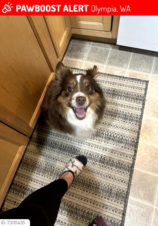Lost Female Dog last seen Near thunderbird ct se, Olympia, WA 98503
