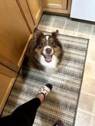 Lost Female Dog last seen Near thunderbird ct se, Olympia, WA 98503