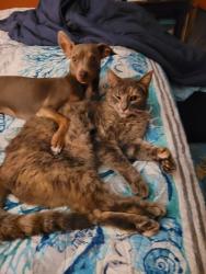 Lost Female Cat last seen Jupiter Elementary, Palm Bay, FL 32908