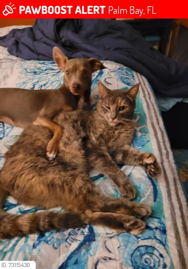 Lost Female Cat last seen Jupiter Elementary, Palm Bay, FL 32908