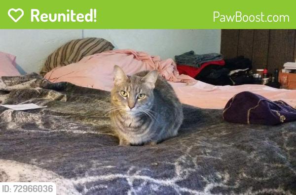 Reunited Male Cat last seen Gramhan and 56, London, OH 43140