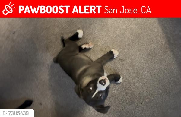 Lost Male Dog last seen Near The woods dr San Jose ca, San Jose, CA 95136