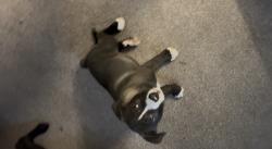 Lost Male Dog last seen Near The woods dr San Jose ca, San Jose, CA 95136