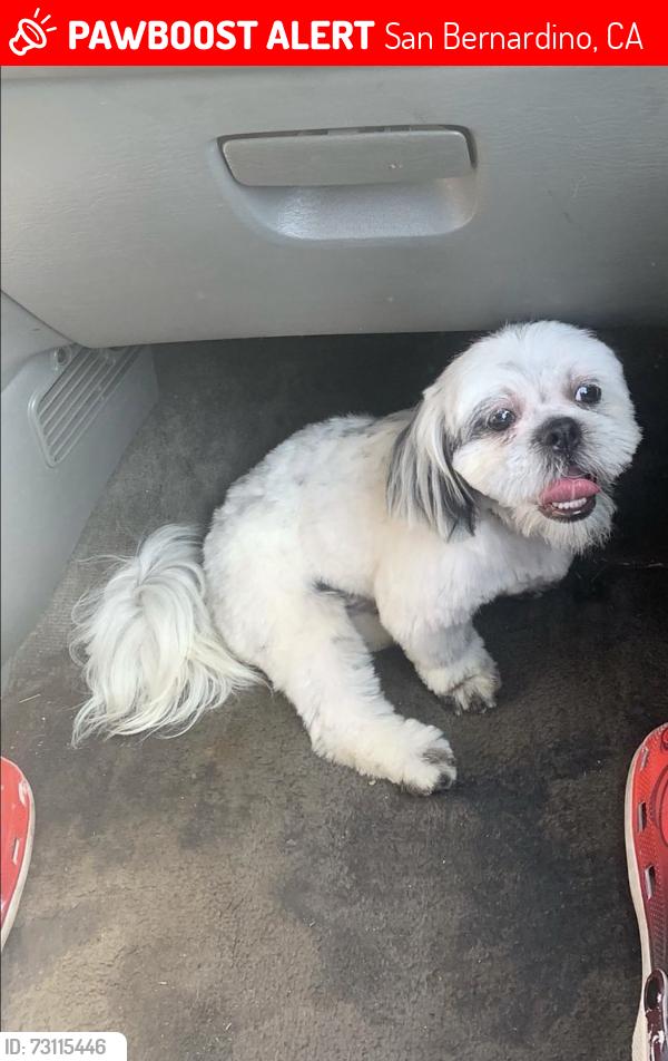 Lost Male Dog last seen 25th st by the fire station, San Bernardino, CA 92405