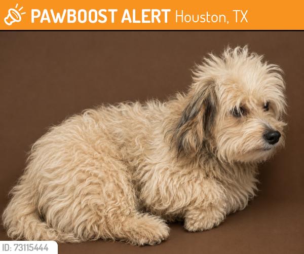 Found/Stray Male Dog last seen Near John Ralston, Houston, TX 77044
