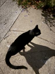 Found/Stray Unknown Cat last seen san pablo ave, Berkeley, CA 94710