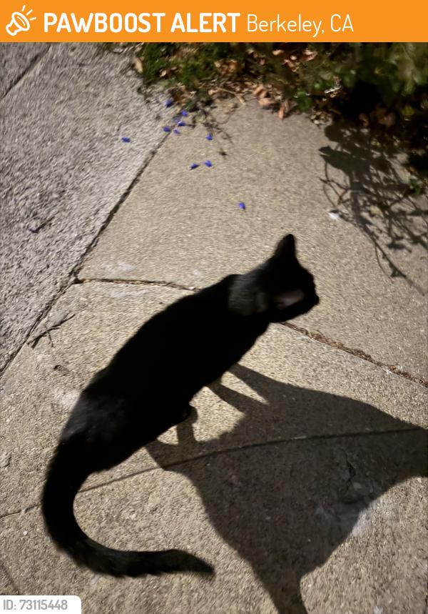Found/Stray Unknown Cat last seen san pablo ave, Berkeley, CA 94710