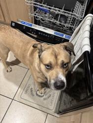 Found/Stray Male Dog last seen Oxbow trail head, San Antonio, TX 78249