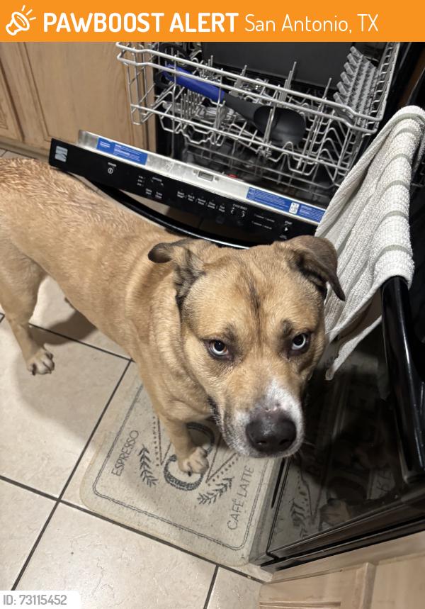 Found/Stray Male Dog last seen Oxbow trail head, San Antonio, TX 78249