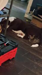 Reunited Male Dog last seen Westridge Dr., Trafford, AL 35172