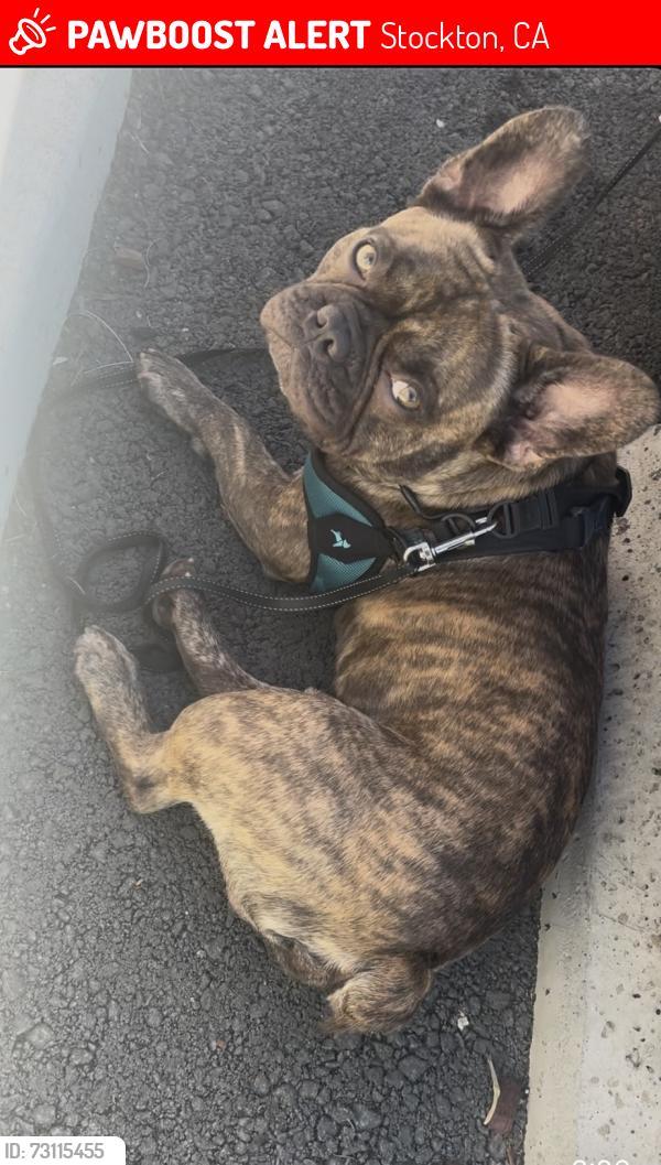 Lost Male Dog last seen Hammer ln, Valencia, Stockton, CA 95209