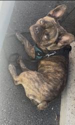 Lost Male Dog last seen Hammer ln, Valencia, Stockton, CA 95209