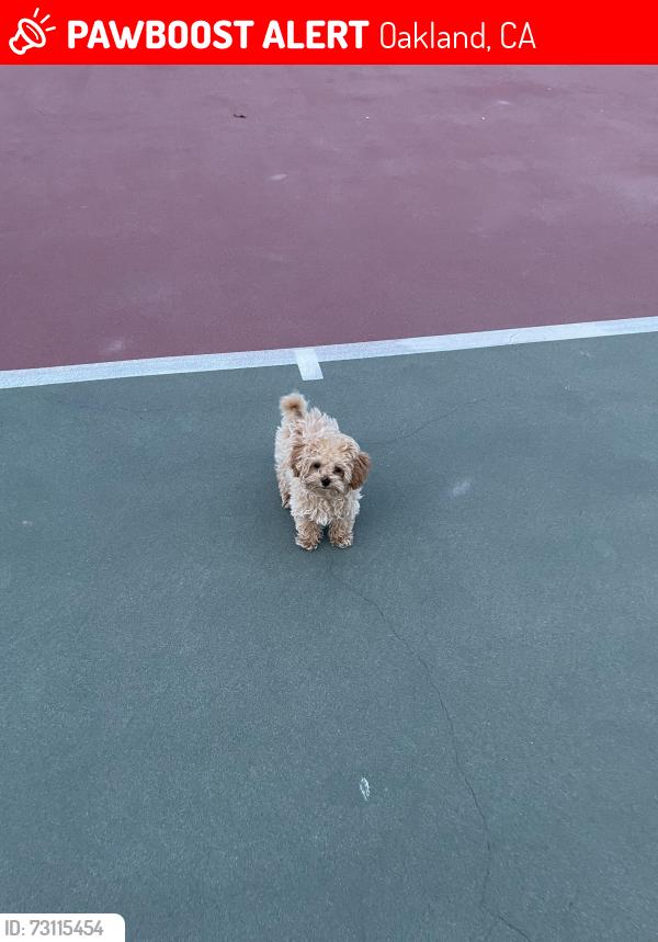 Lost Male Dog last seen Penniman ave, Oakland, CA 94619