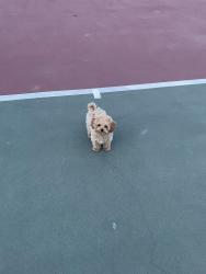 Lost Male Dog last seen Penniman ave, Oakland, CA 94619