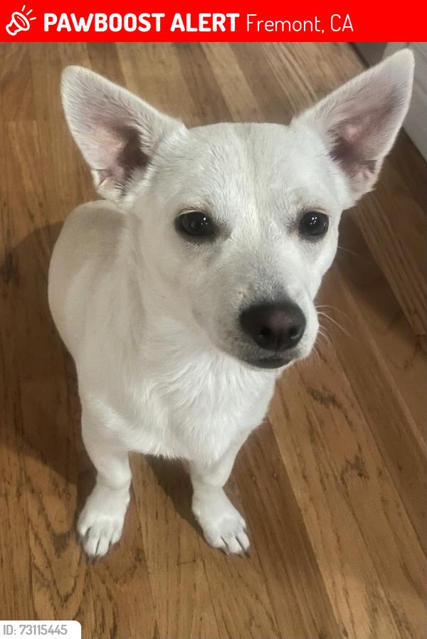Lost Male Dog last seen Inez Avenue, Fremont CA, Fremont, CA 94536