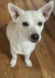 Lost Male Dog last seen Inez Avenue, Fremont CA, Fremont, CA 94536