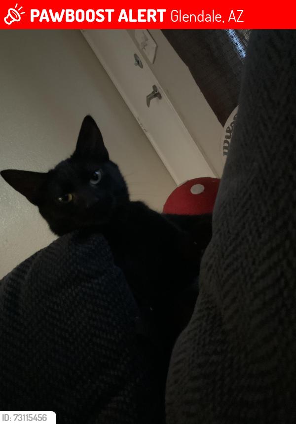 Lost Male Cat last seen By desert garden elementary school, Glendale, AZ 85301