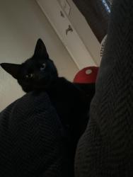 Lost Male Cat last seen By desert garden elementary school, Glendale, AZ 85301