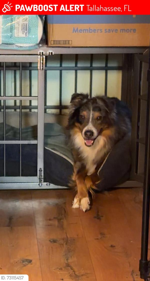 Lost Male Dog last seen E W Reeves Road, Tallahassee, FL 32305