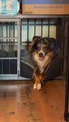 Lost Male Dog last seen E W Reeves Road, Tallahassee, FL 32305