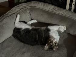 Lost Male Cat last seen Westheimer Place Dr, Houston, TX 77082