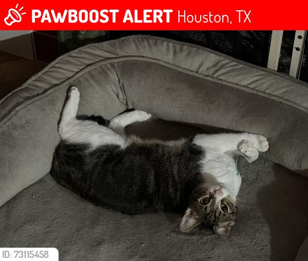Lost Male Cat last seen Westheimer Place Dr, Houston, TX 77082