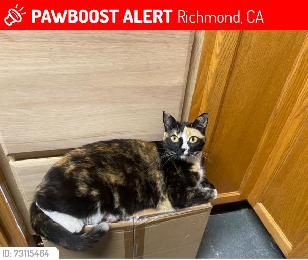 Lost Female Cat last seen Near th St, Richmond, CA 94801