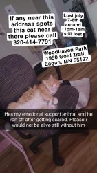 Lost Male Cat last seen Woodhaven Park, Eagan, MN 55122