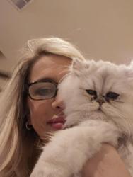 Reunited Female Cat last seen Buffalo Ford/Jerlyn st 89113, Las Vegas, NV 89113