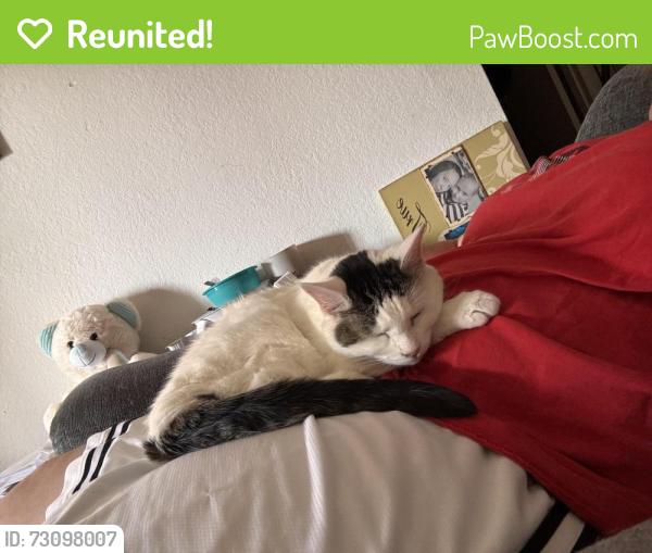 Reunited Female Cat last seen Foxfire apmts, Mission, KS 66202