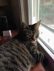 Reunited Female Cat last seen 34th TERRACE & MONROE, Kansas City, MO 64117