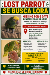 Lost Female Bird last seen Garden grove and beach, Garden Grove, CA 92844