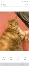 Reunited Male Cat last seen Foster and lacrosse , Chicago, IL 60630