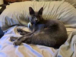 Reunited Male Cat last seen Schrader & Selma, Los Angeles, CA 90028
