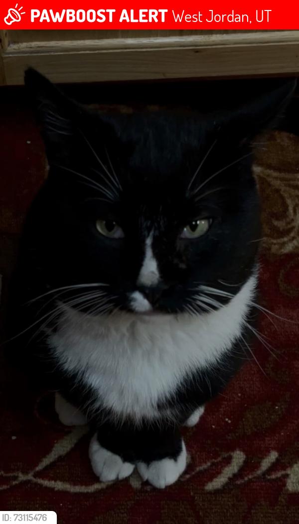 Lost Male Cat last seen Near s 2310 w, West Jordan, UT 84084