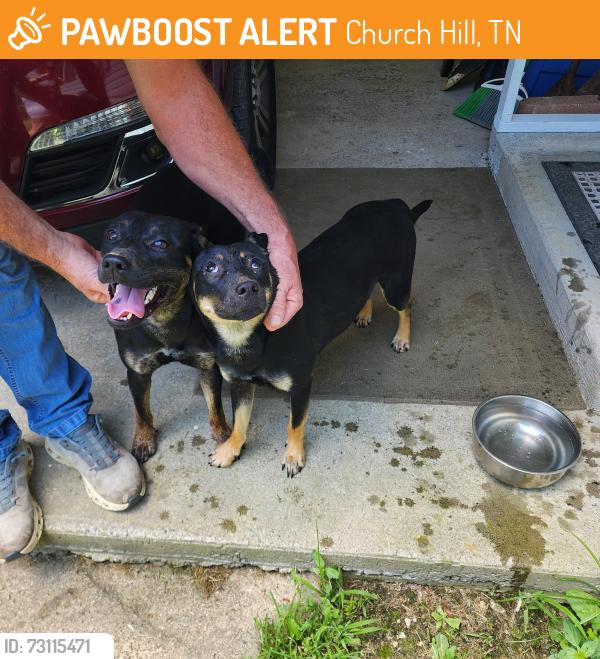 Found/Stray Female Dog last seen Found Near Long Hollow Rd, Church Hill, TN 37642