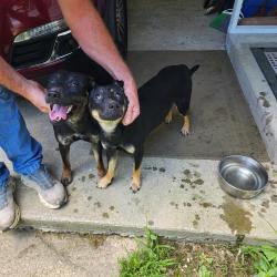 Found/Stray Female Dog last seen Found Near Long Hollow Rd, Church Hill, TN 37642