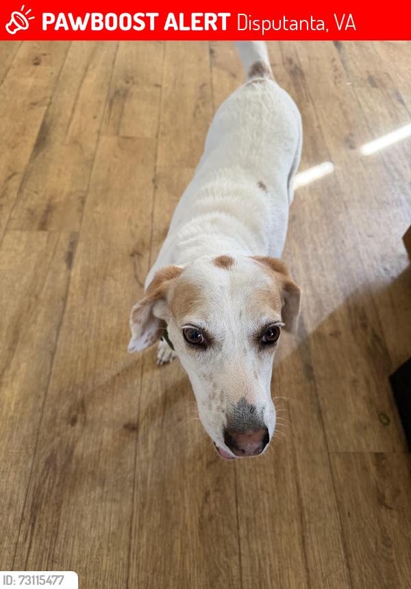 Lost Female Dog last seen Two story White hse on Alden road Prince George VA. Near 460, Disputanta, VA 23842