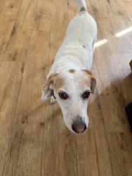 Lost Female Dog last seen Two story White hse on Alden road Prince George VA. Near 460, Disputanta, VA 23842