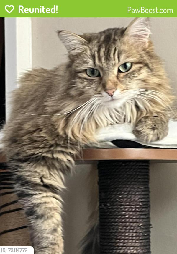 Reunited Female Cat last seen Durie and Annette Streets, Toronto, ON M6S 2C6
